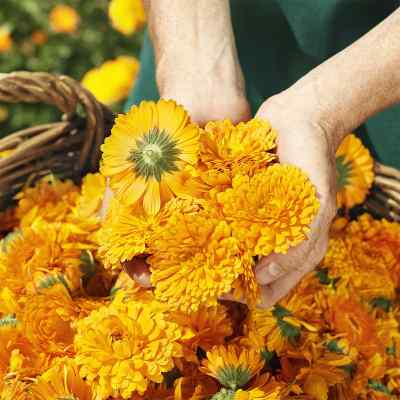 Weleda Calendula Zahncreme bei apo-discounter.de bestellen