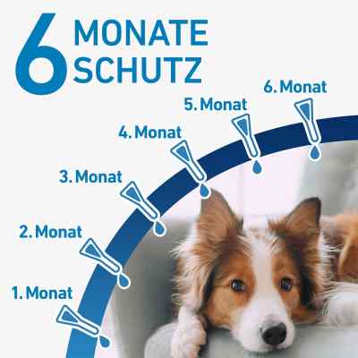 Frontline Spot on Hund 40 veterinär Lösung gegen Flöhe und Zecke bei apo-discounter.de bestellen