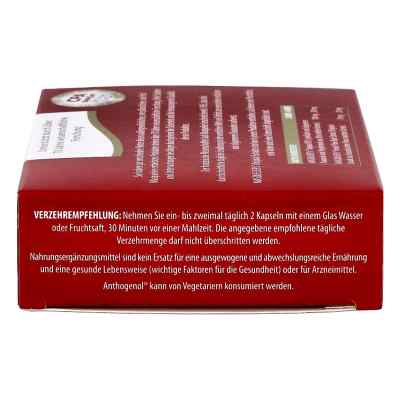 Anthogenol Masquelier Opc Kapseln bei apo-discounter.de bestellen