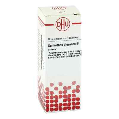 Spilanthes Oleracea Urtinktur = D1 bei apo-discounter.de bestellen