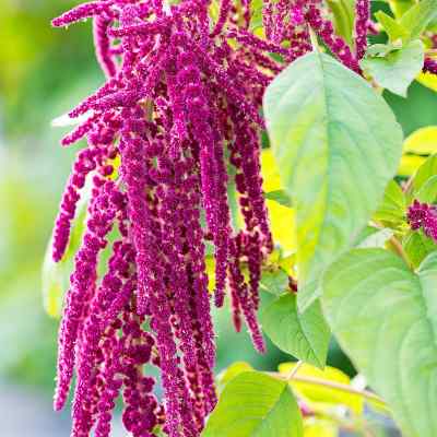 Rausch Kamillen Amaranth Repair Shampoo bei apo-discounter.de bestellen