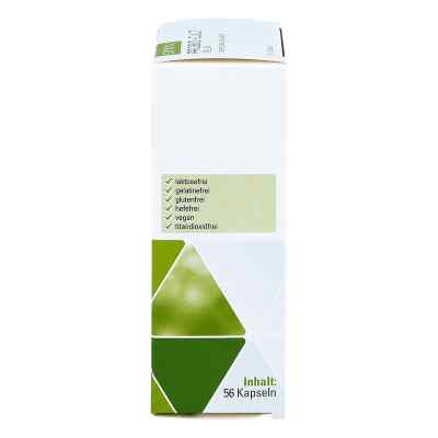 Probio-cult Relax Syxyl Kapseln bei apo-discounter.de bestellen