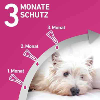 Frontline Tri-Act gegen Zecken, Flöhe bei Hunden (20-40kg) bei apo-discounter.de bestellen