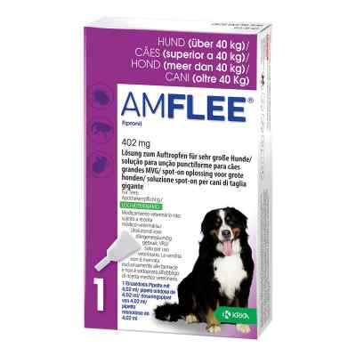 Amflee 402 mg Lösung zur, zum Auftropfen für sehr große Hunde 3 stk von TAD Pharma GmbH PZN 11099869