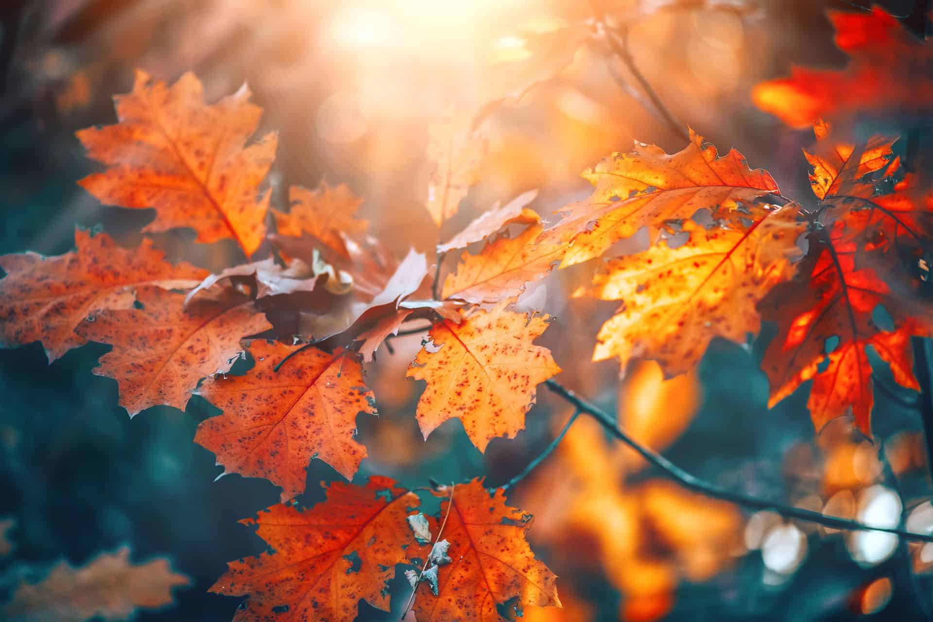 Fit im Herbst