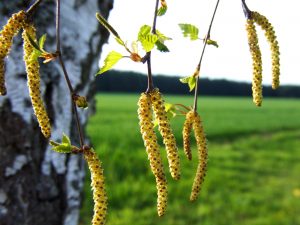 Eine pollenassoziierte Nahrungsmittelallergie kann bei Personen mit Pollenallergie auftreten