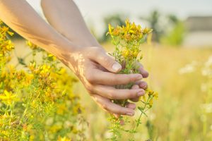 Allergien auf Pollen Gräser sowie Heuschnupfen treten zeitlich begrenzt auf