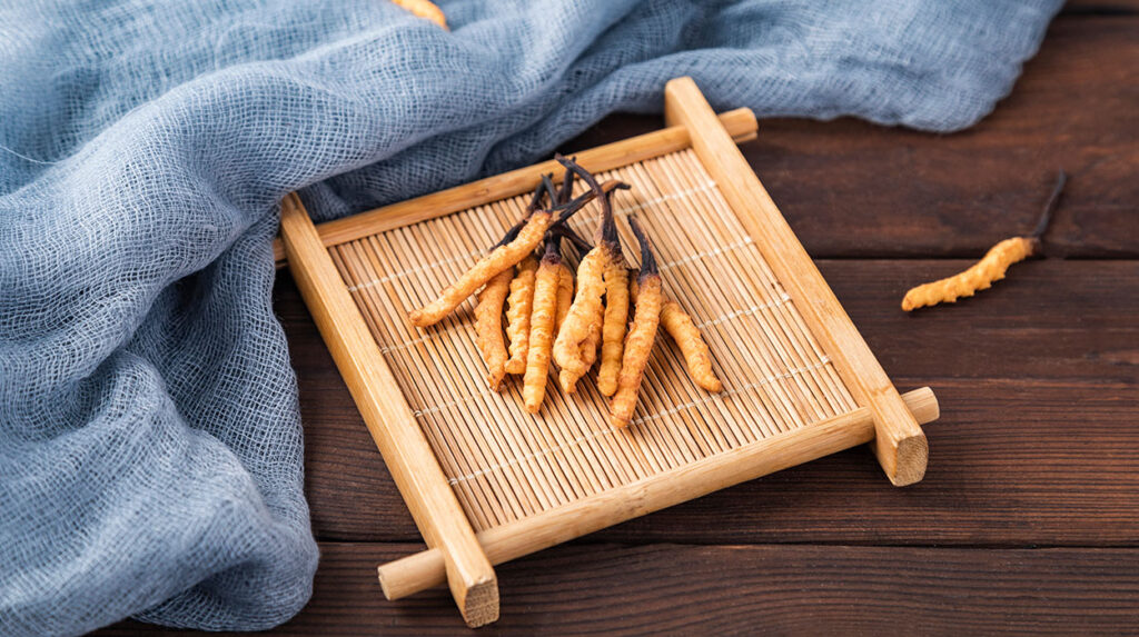 Cordyceps: der Raupenpilz