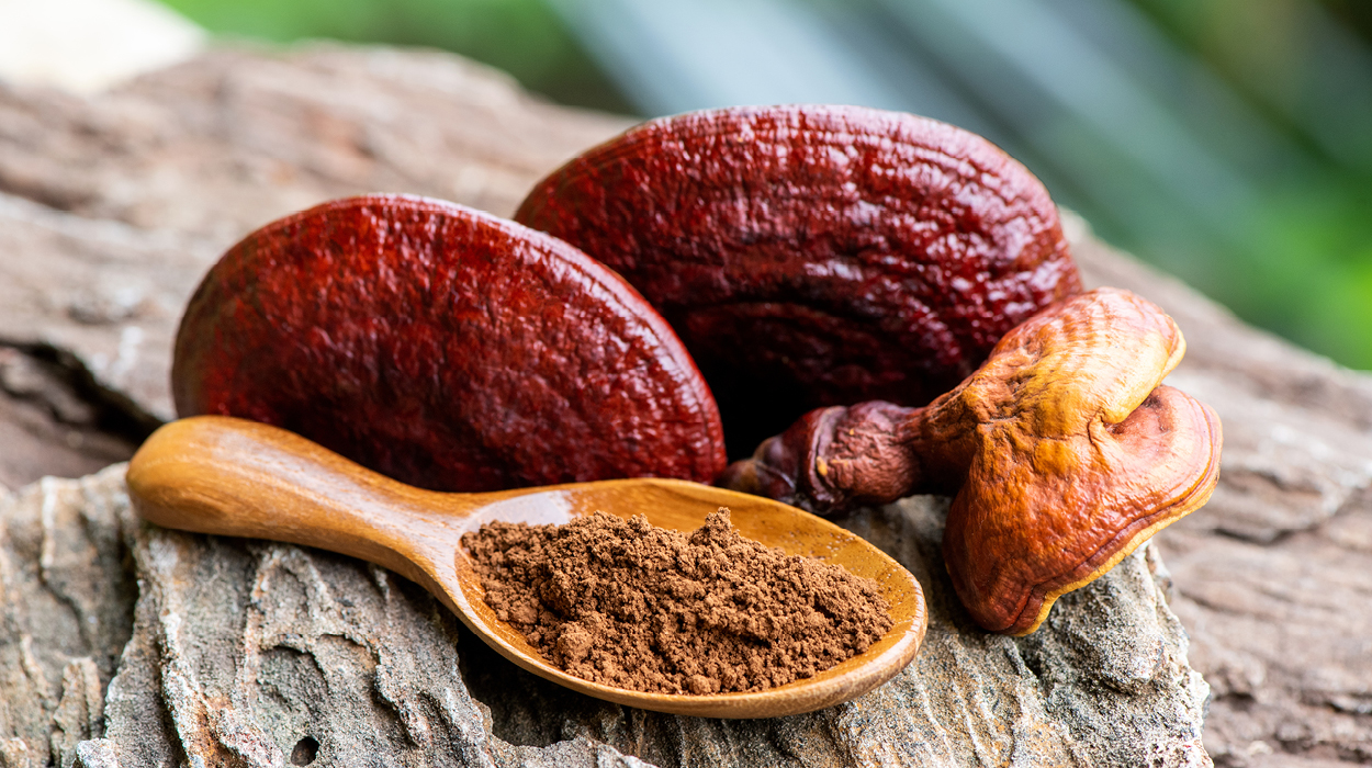 Reishi Vitalpilz