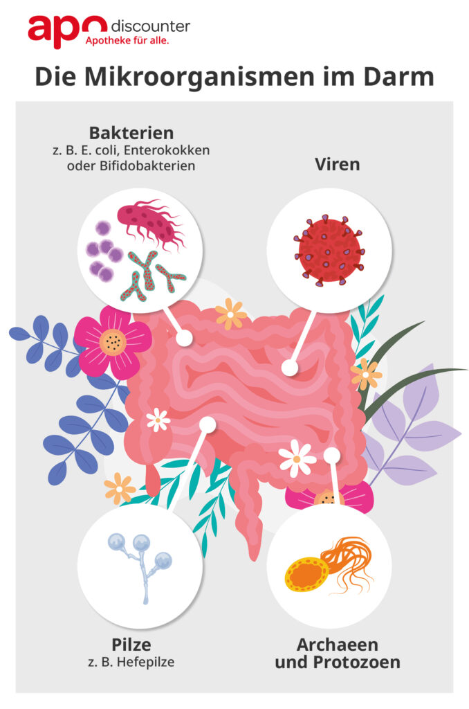 Infografik: DIe Mikroorganismen im Darm