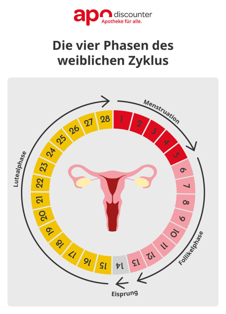 Die vier Phasen des weiblichen Zyklus