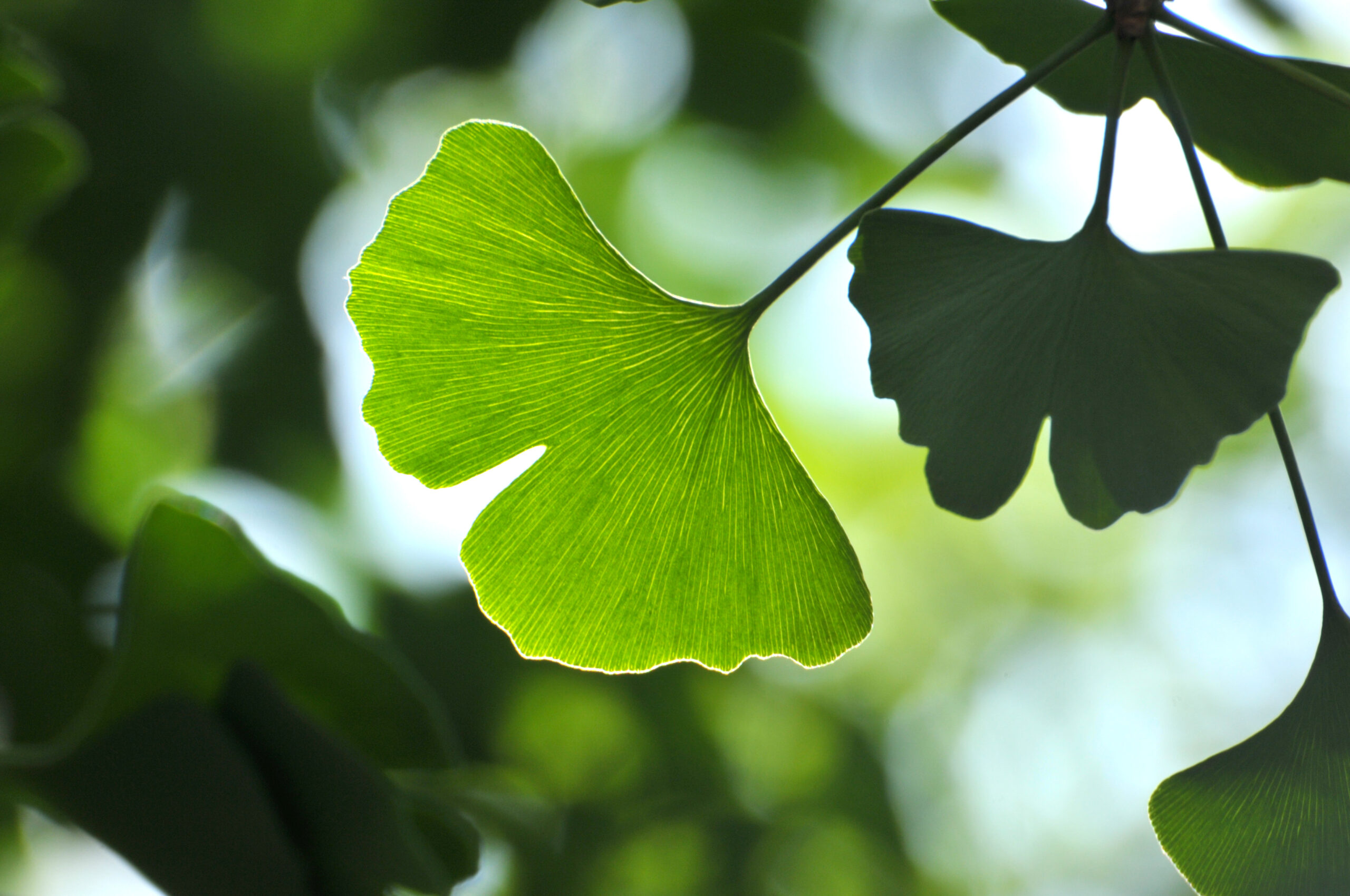 Ginkgo bilboa