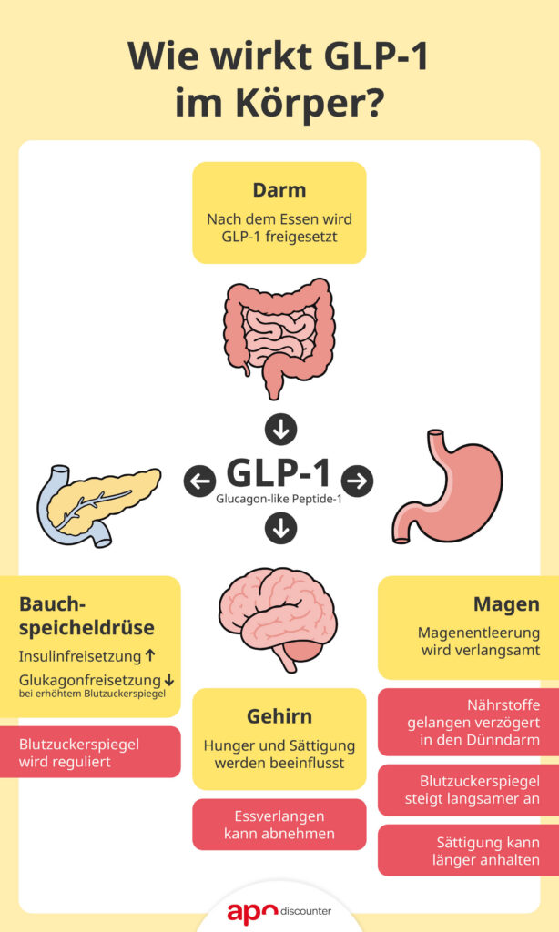 Wie wirkt GLP-1 im Körper?