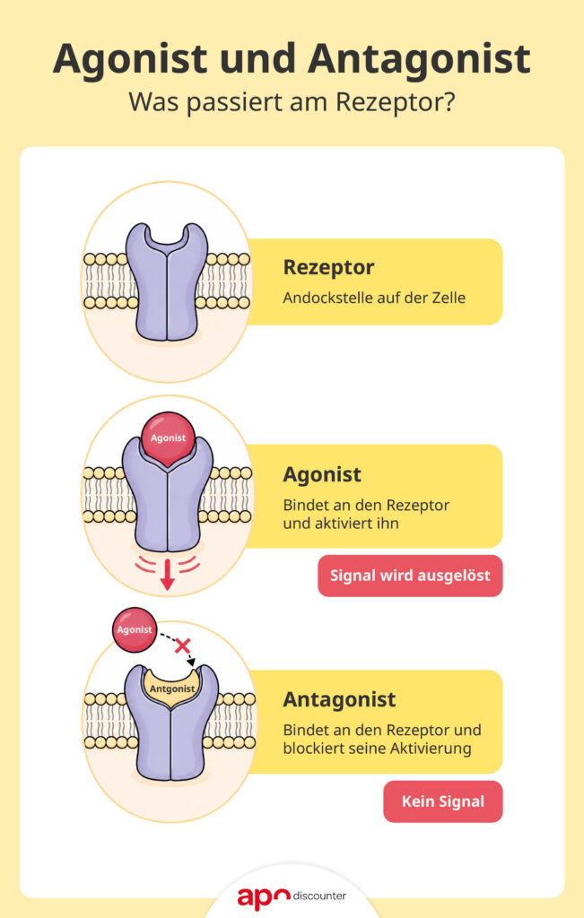 Agonist und Antagonist: Was passiert am Rezeptor?